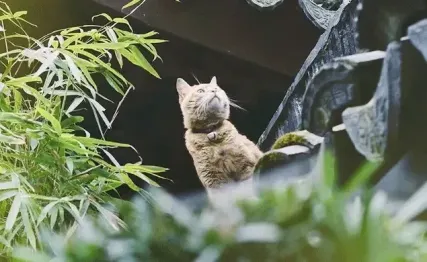 大宋第一猫奴是如何养成的?