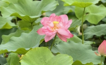 顺应天时以养夏：立夏节气里的千年养生智慧