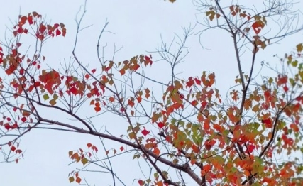 忠与孝，为何总是难以两全，而成为人性的冲突和矛盾的悲剧？