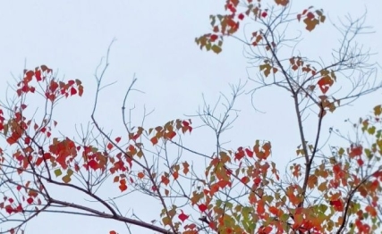 霜降养藏，敛阳暖膝：深秋时节的养生之道