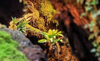 升卦：顺势而为才能顺遂高升