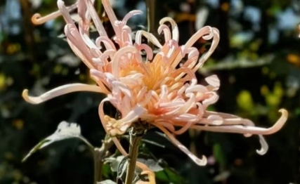 郭子仪赴章敬寺之约，真诚让善意更为强大