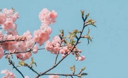 小寒花信风：寒极处的第一缕春信