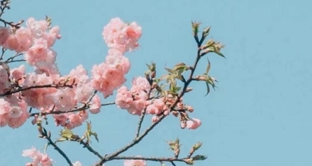 小寒花信风：寒极处的第一缕春信