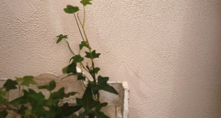 雨水三朝看花信：一封穿越千年的春日请柬