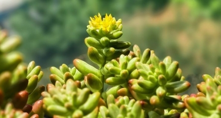 惊蛰花信风：桃花、棣棠与蔷薇的三重奏