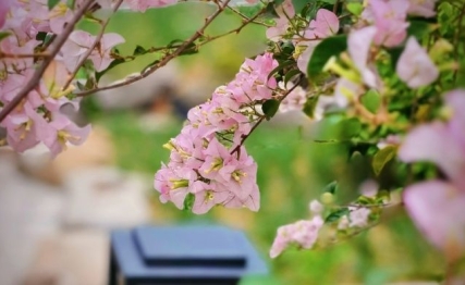 海棠依旧笑春风：春分花信风里的节气诗学