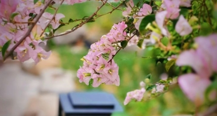 海棠依旧笑春风：春分花信风里的节气诗学