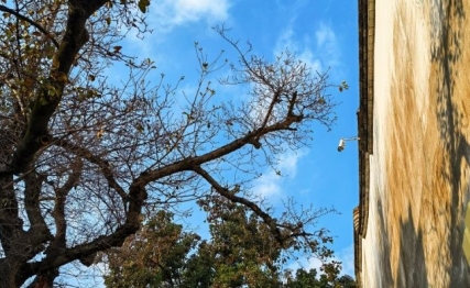 无妄中大蓄，有妄中崩坏的开元盛世