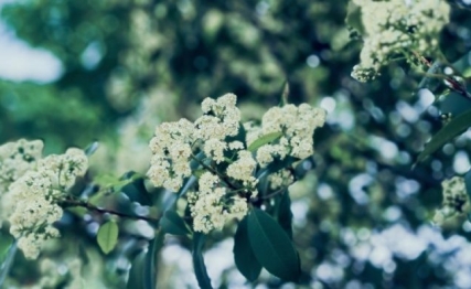 清明：天地澄澈，悲欢交织的春日仪式