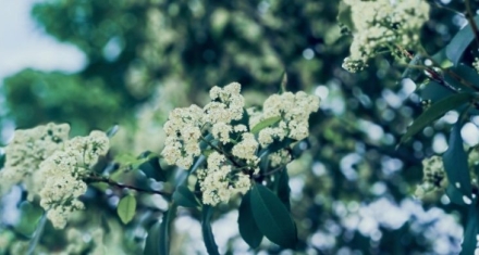 清明：天地澄澈，悲欢交织的春日仪式