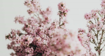 清明花信风：桐花、麦花与柳花的春日三重唱