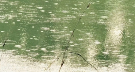 谷雨三候话桑麻：从吴澄到郑板桥，一个节气的故事