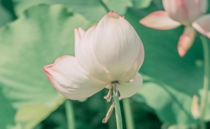 立夏：万物至此皆长大